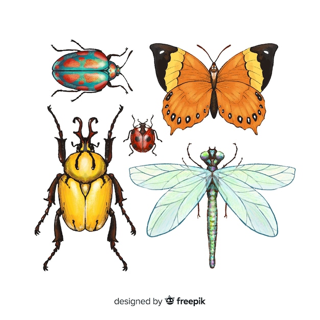 Colorful hand drawn insect collection