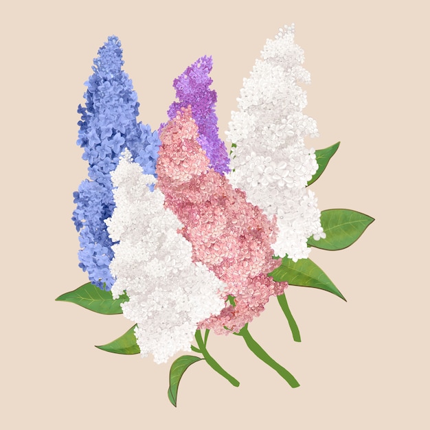 Free Vector colorful lilac flowers