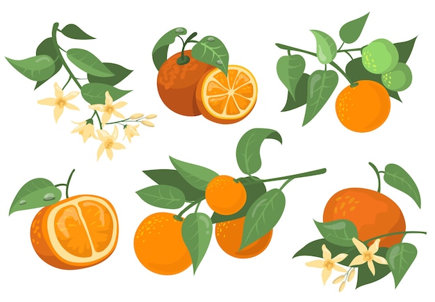 Colorful orange branches and flowers flat item set. Cartoon drawing orange, tangerine and mandarin isolated vector illustration collection. Citrus fruit and tree concept