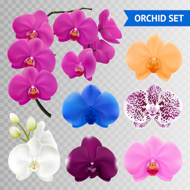 Free Vector colorful orchid flowers collection 