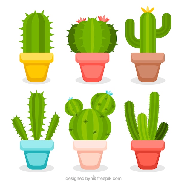 Free Vector colorful pack of cactus with flat design