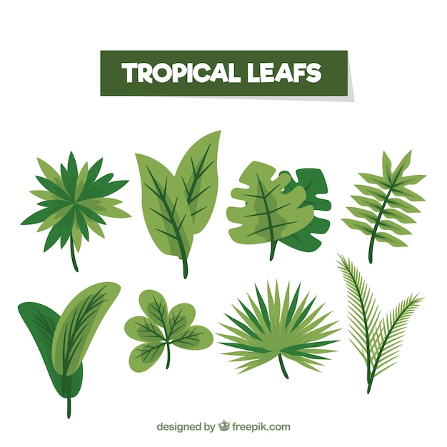 Colorful tropical leaf collection with flat design