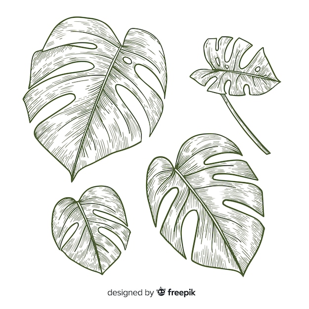 Free Vector colorless monstera leaves pack