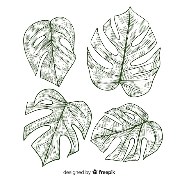 Free Vector colorless monstera leaves pack