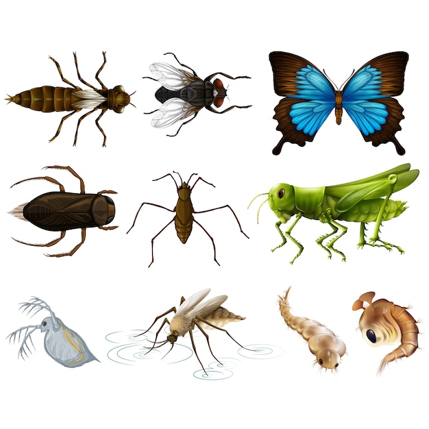 Free Vector coloured insects collection