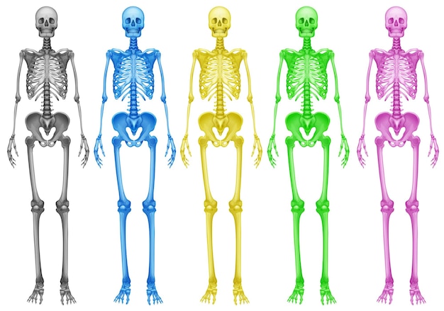 Free vector coloured skeletons