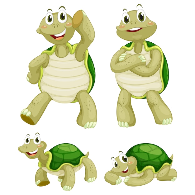 Coloured turtles collection