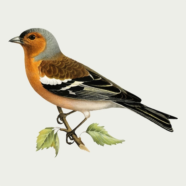 Common chaffinch male bird  hand drawn