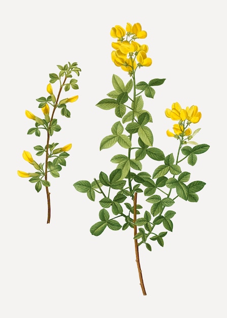 Common cytisus flowers