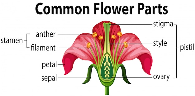 Free Vector a common flower parts