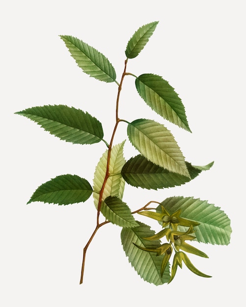 Free Vector common hornbeam branch