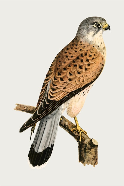 Common kestrel bird in hand drawn style