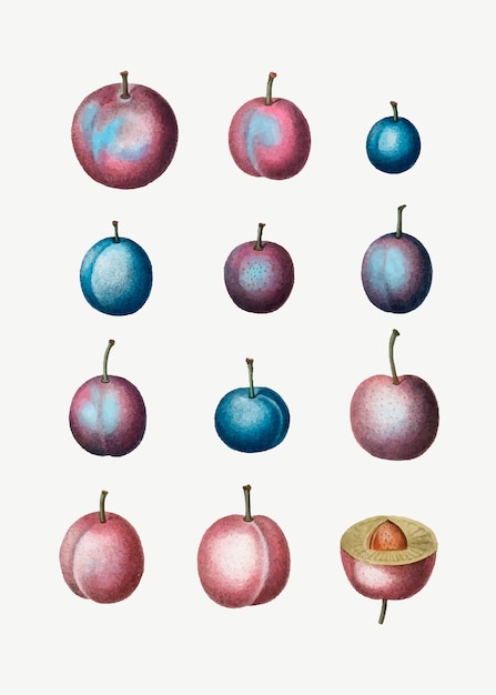 Free vector common plums