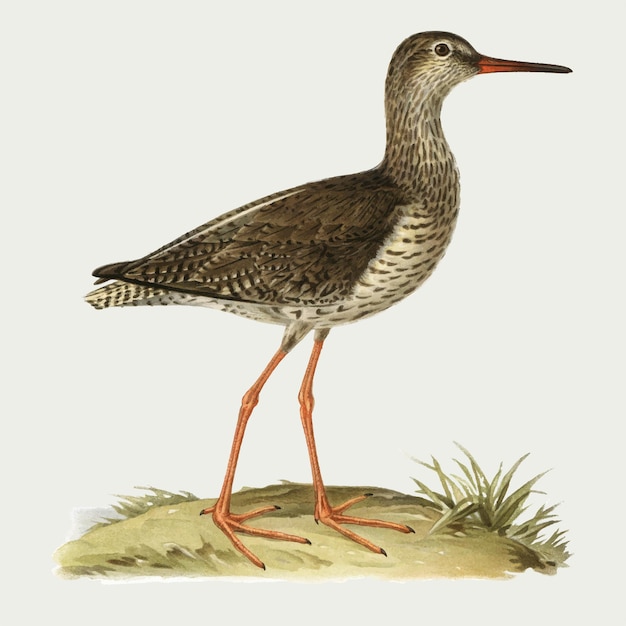 Common redshank bird in hand drawn style