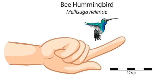 Free Vector a comparison of human hand with hummingbird