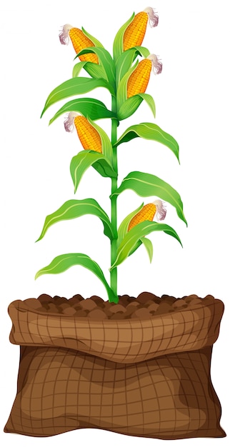 Free vector corn growing in brown bag on white background