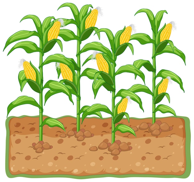 Free vector corn plant growing with soil cartoon