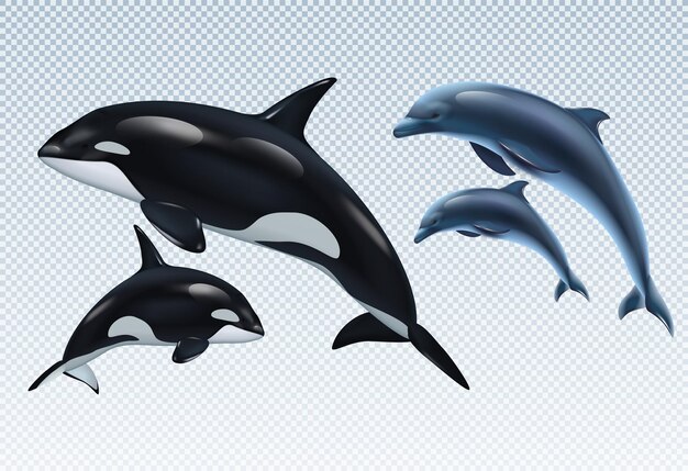 Couples dolphin and killer whale set on transparent