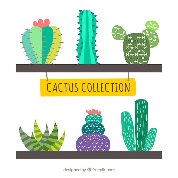 Free Vector creative cactus collection