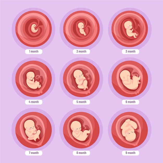 Creative fetal development collection