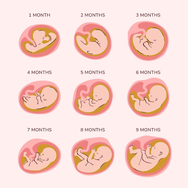 Creative fetal development collection