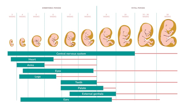 Free Vector creative fetal development collection