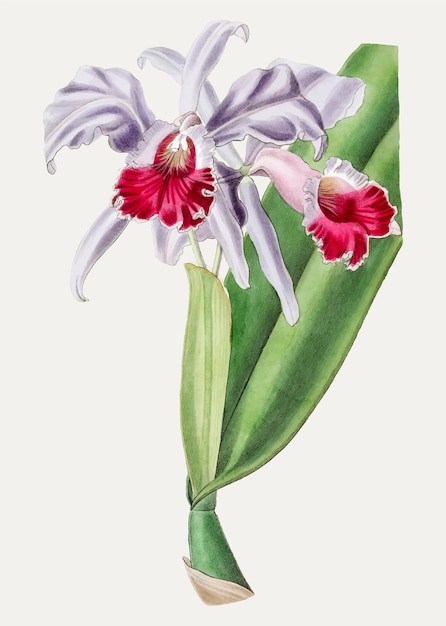 Crimson cattleya