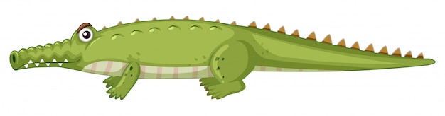 Crocodile on white