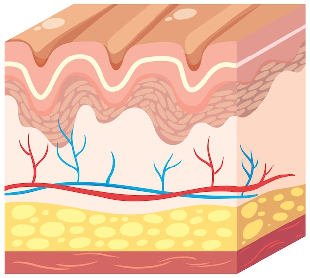 Free vector crosssection of human skin layers