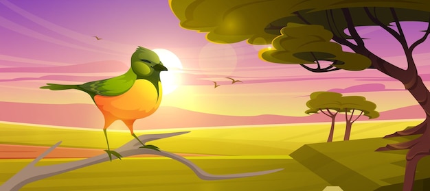 Cute bird sitting on branch on background of savannah at sunset Vector cartoon illustration of savanna landscape with african emerald cuckoo acacia trees green grass and sun at evening