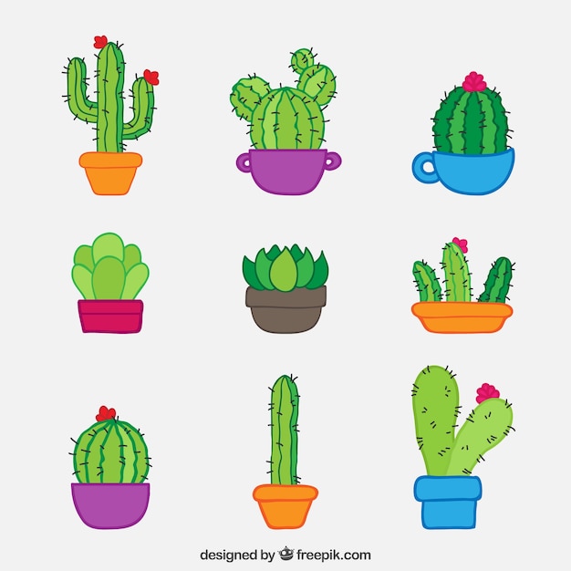 Cute cactus with colorful style