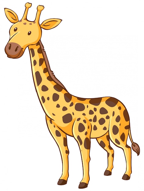 Cute giraffe standing on white background