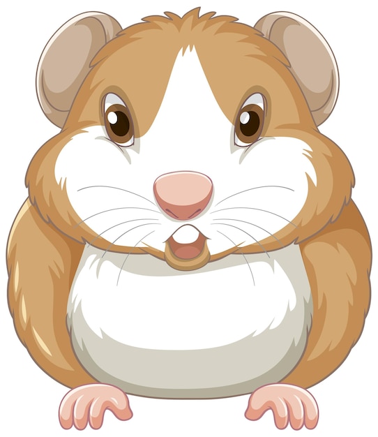 A Cute guinea pig on white background