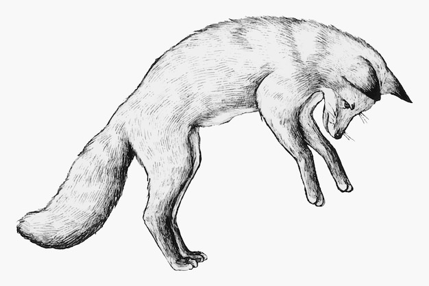 Cute hand drawn fox