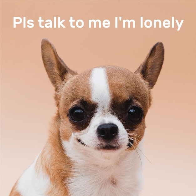 Free vector cute lonely animal meme