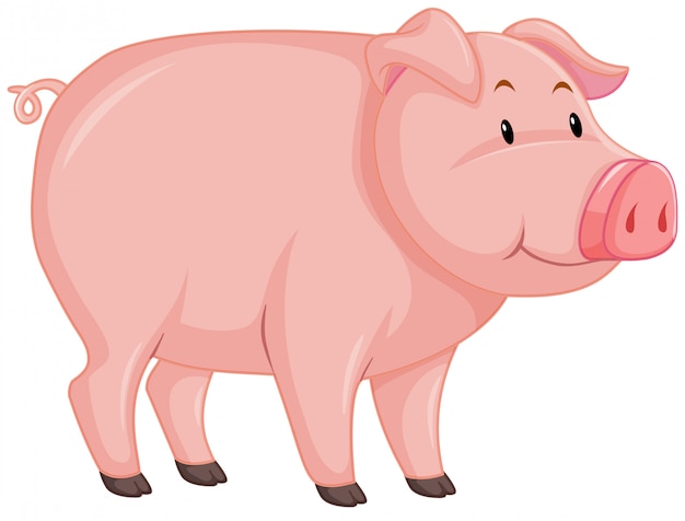 Free Vector cute pig with pink skin on white