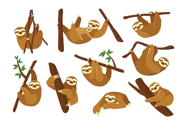 Cute sloth on branch flat pictures collection.