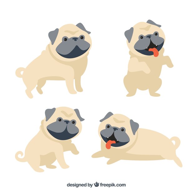 Cute variety of lovely pugs