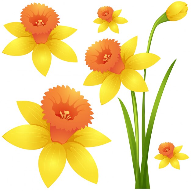 Daffodil flower in yellow color