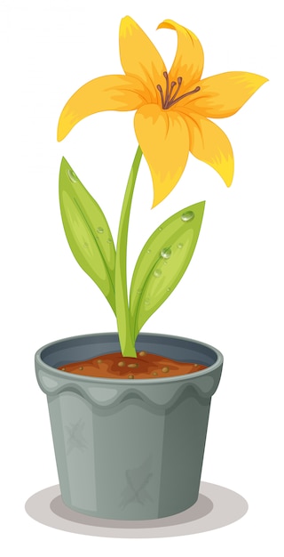 Free Vector daffodil in a pot