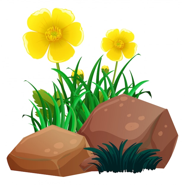 Free Vector daisy flowers with grass and rocks