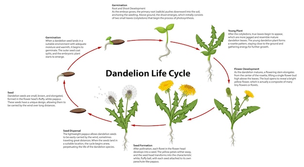 Free Vector dandelion flower life cycle infographic a visual journey