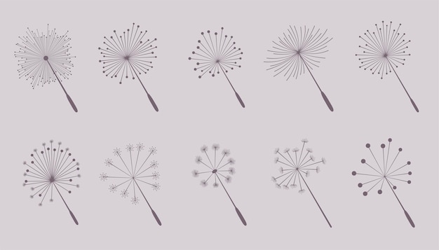 Dandelion flower seeds collection