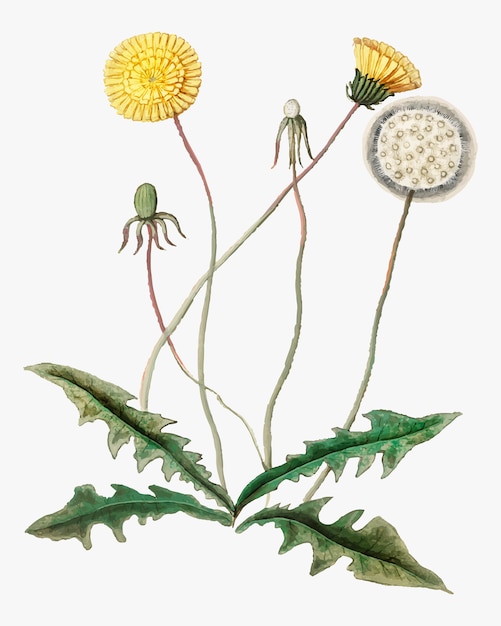 Free Vector dandelion in vintage style