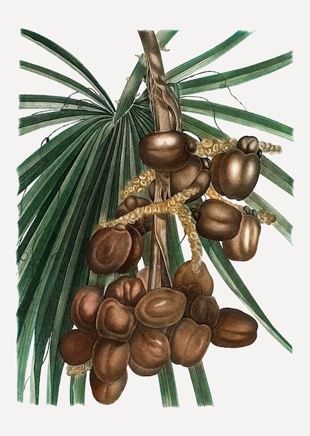 Date palm plant