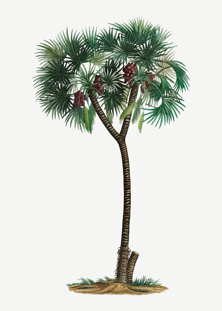 Free Vector date palm tree