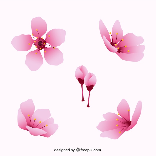 Free Vector decorative cherry blossoms in realistic style