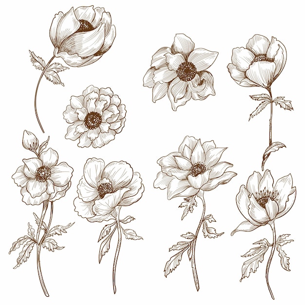 Decorative floral sketch set design