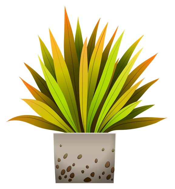 A decorative plant