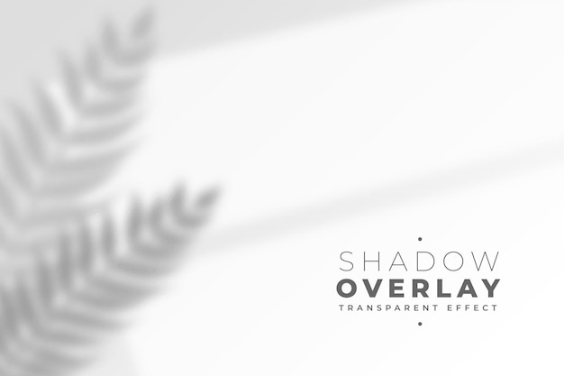 Defocused leaves shadow on white wall effect background